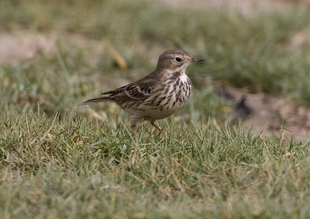 Buff-bellied Pipit