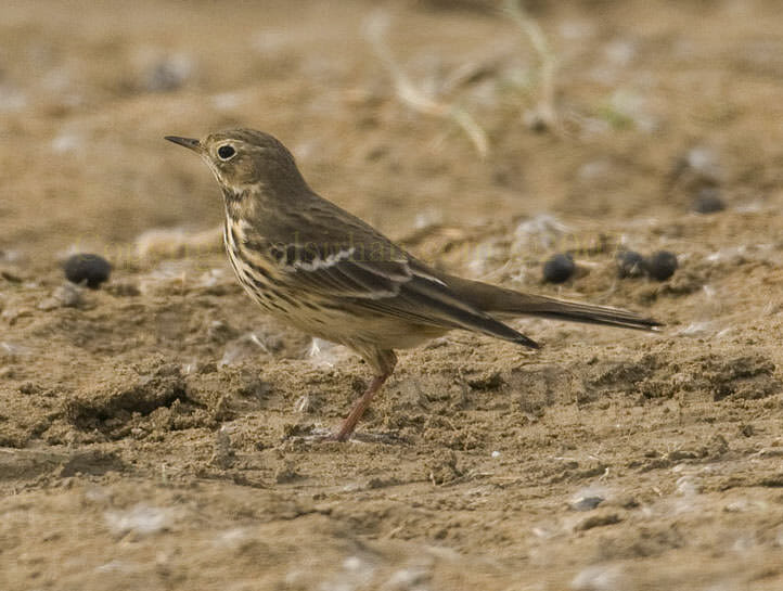 Buff-bellied Pipit