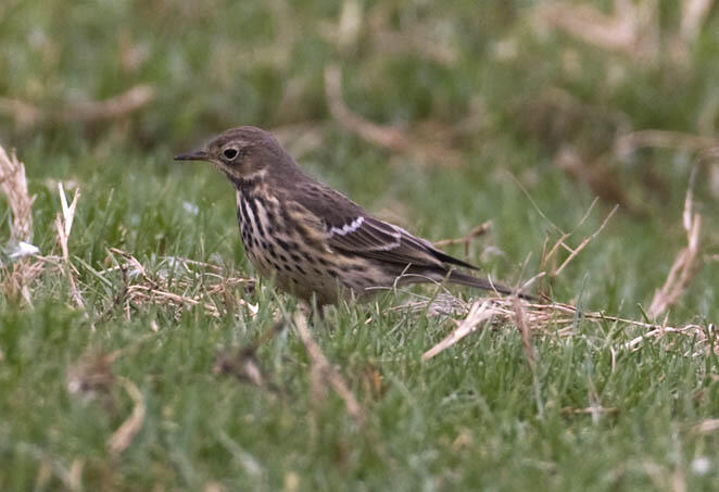 Buff-bellied Pipit