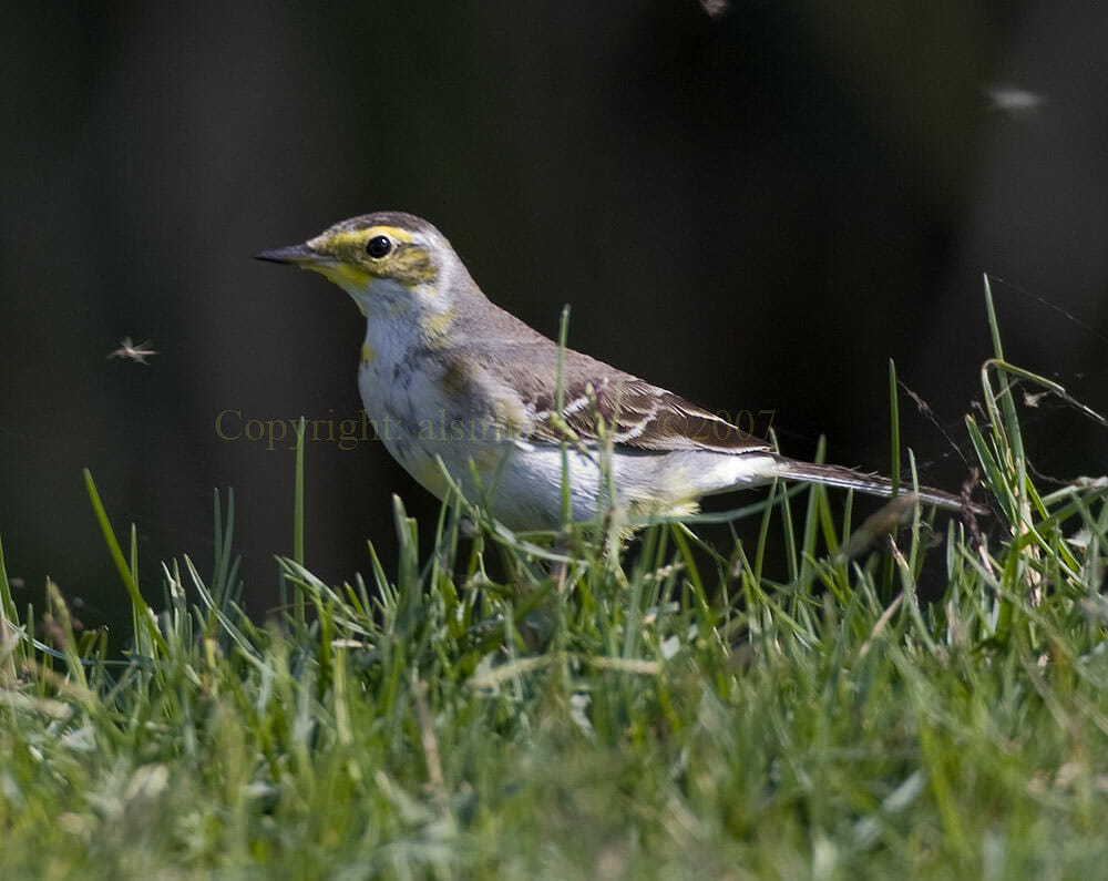 Citrine Wagtail