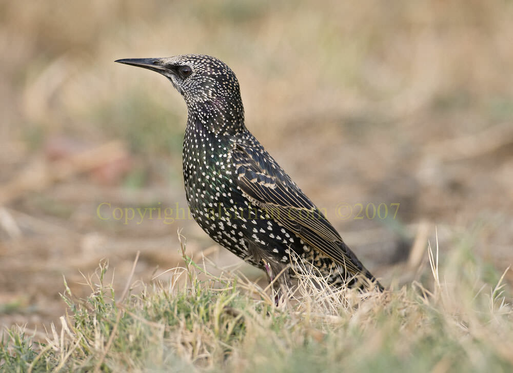 Common Starling on bermuda grass