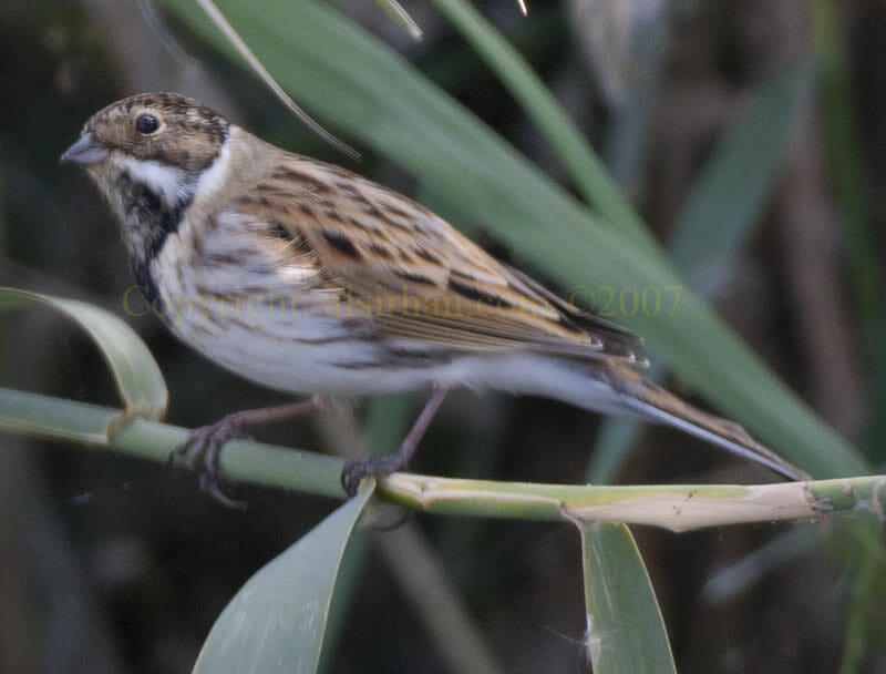 Common Reed Bunting perching on a reed stem