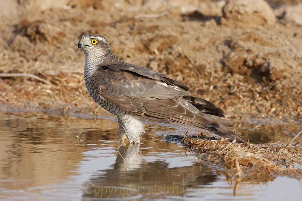 Eurasian_Sparrowhawk_MG_1695