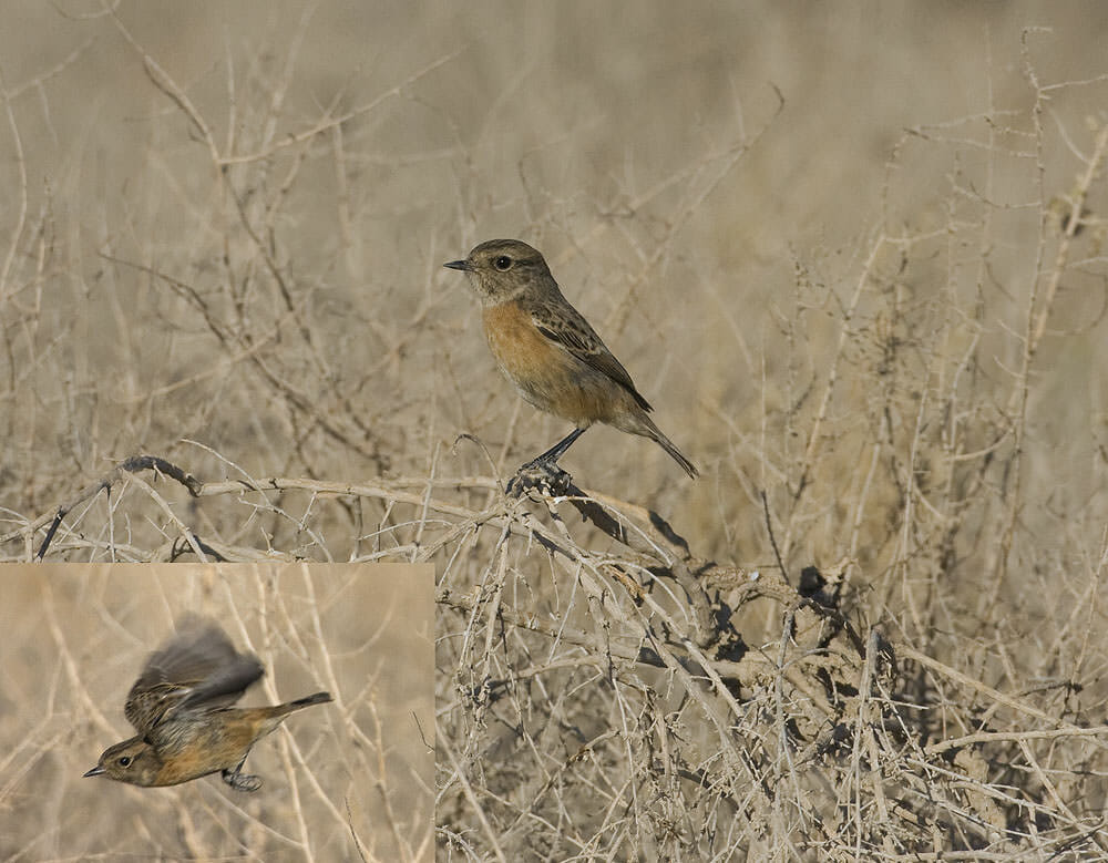 European Stonechat Saxicola rubicola