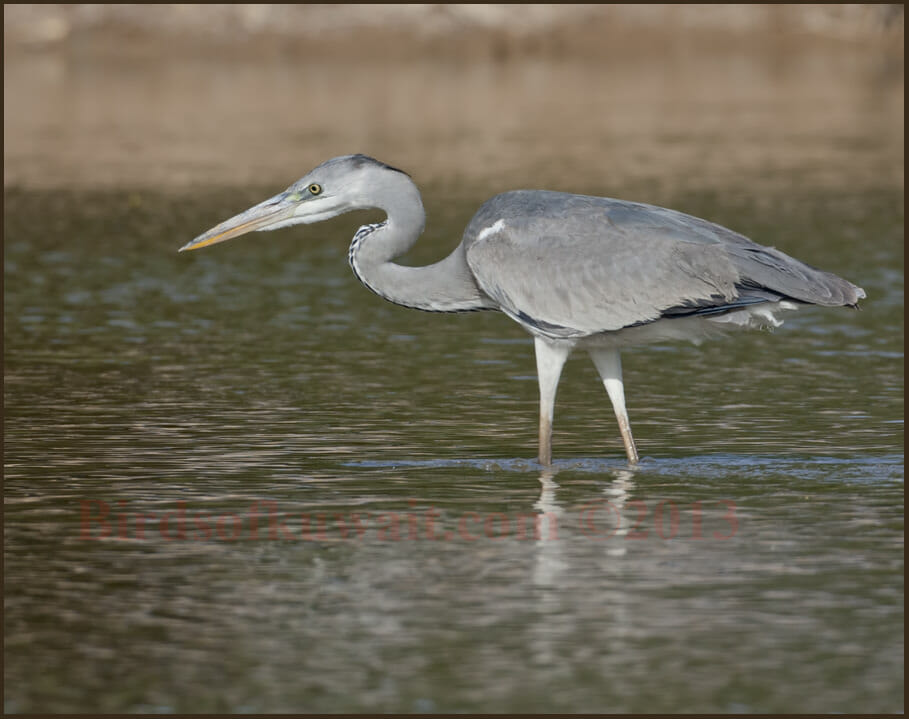 Grey Heron