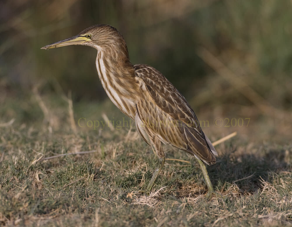 Little Bittern