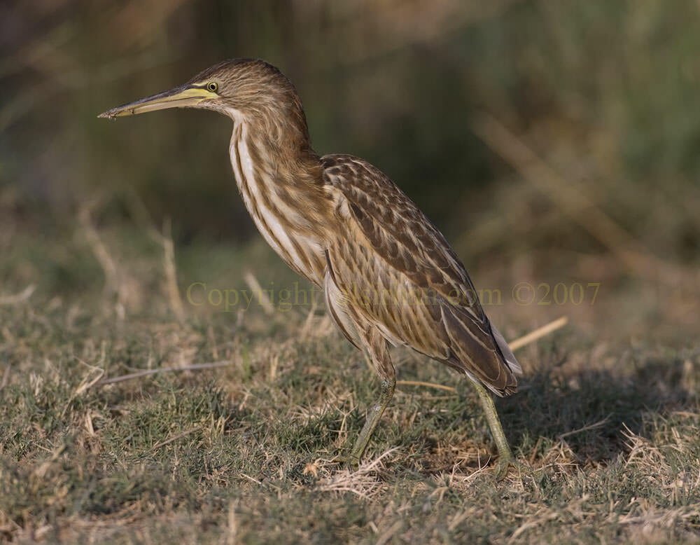 Little Bittern