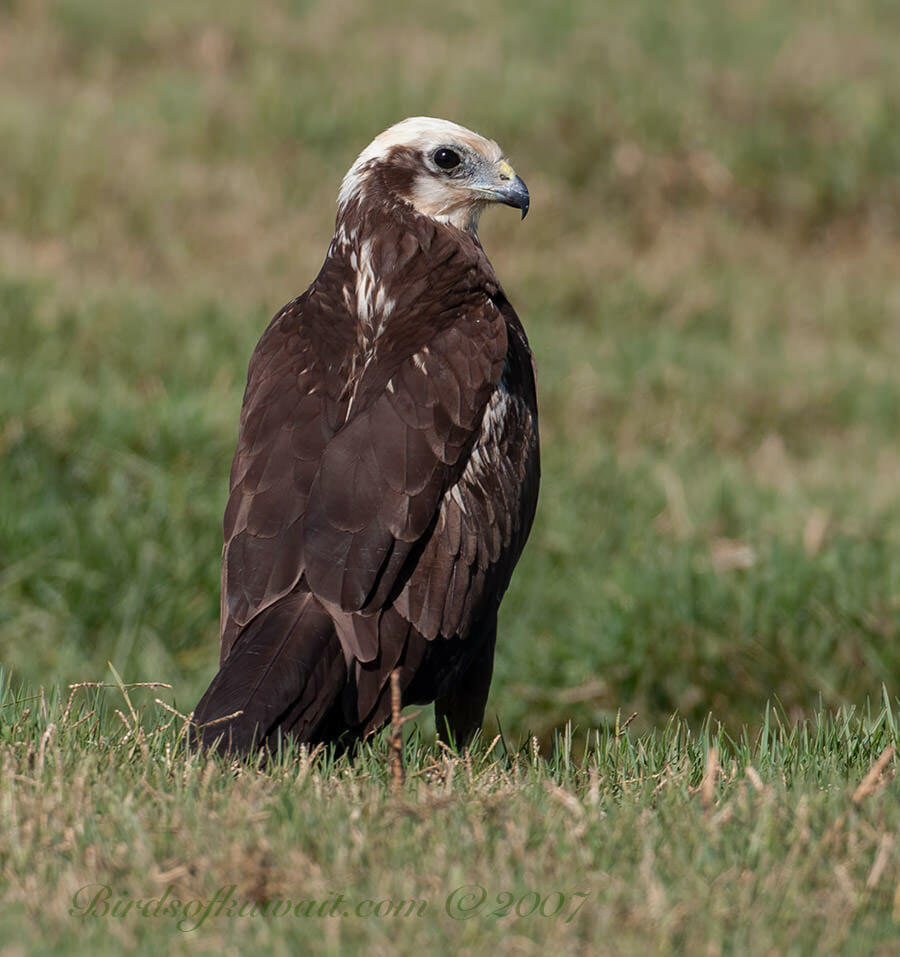 Western Marsh Harrier perched on ground