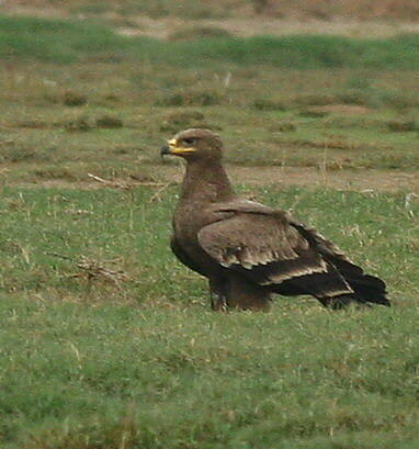 Steppe Eagle perching on a grassy field