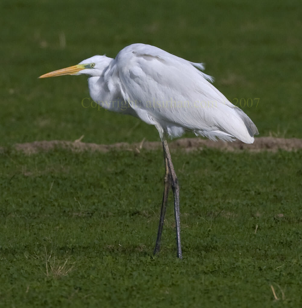 Western Great Egret Ardea alba