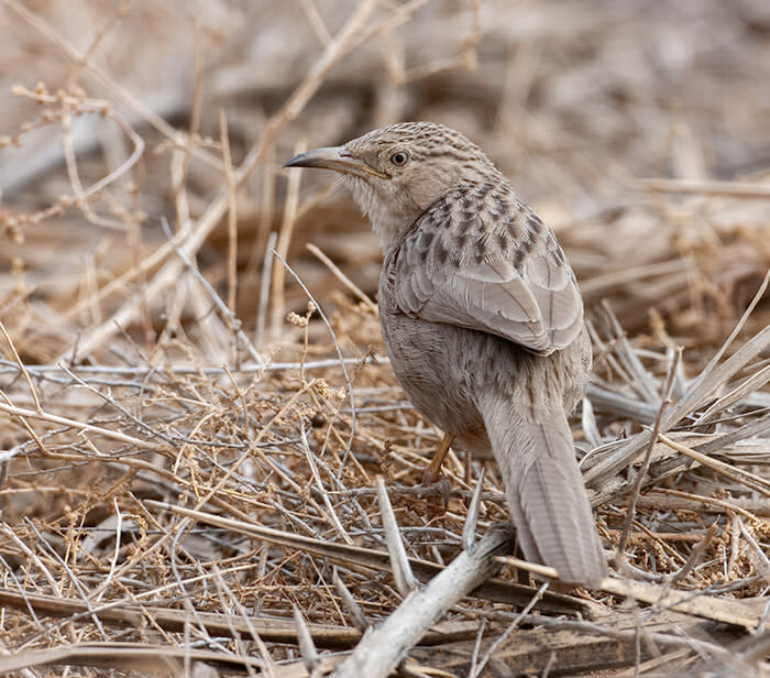 Afghan_Babbler_9-Jan_2008_Kuwait_MG_8549