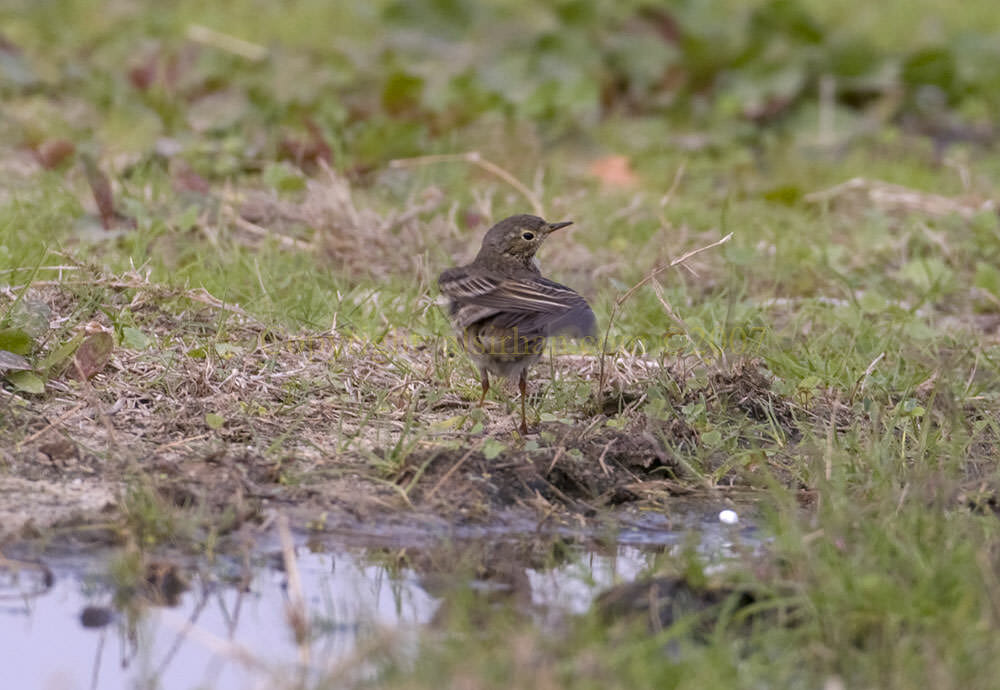 Buff-bellied Pipit