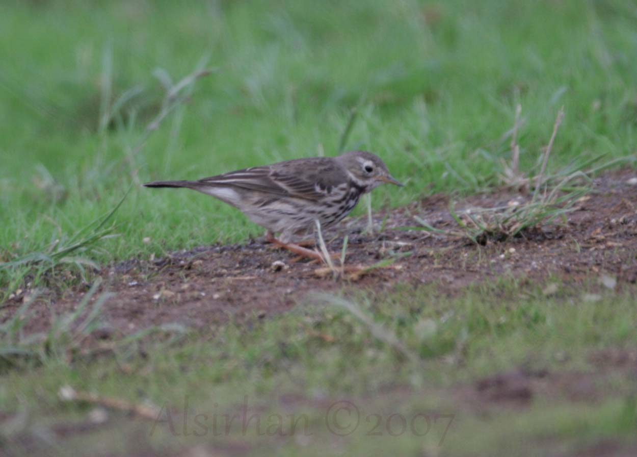 buff-bellied Pipit