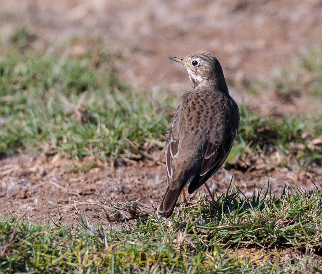 Buff-bellied Pipit