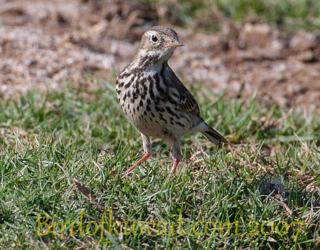 Buff-bellied Pipit