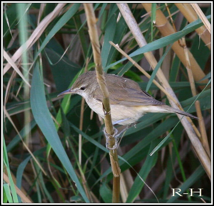 Clamorous Reed Warbler