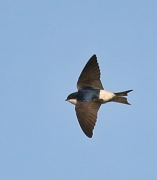 Common House Martin Delichon urbicum in flight