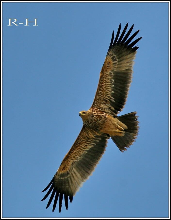 Eastern Imperial Eagle