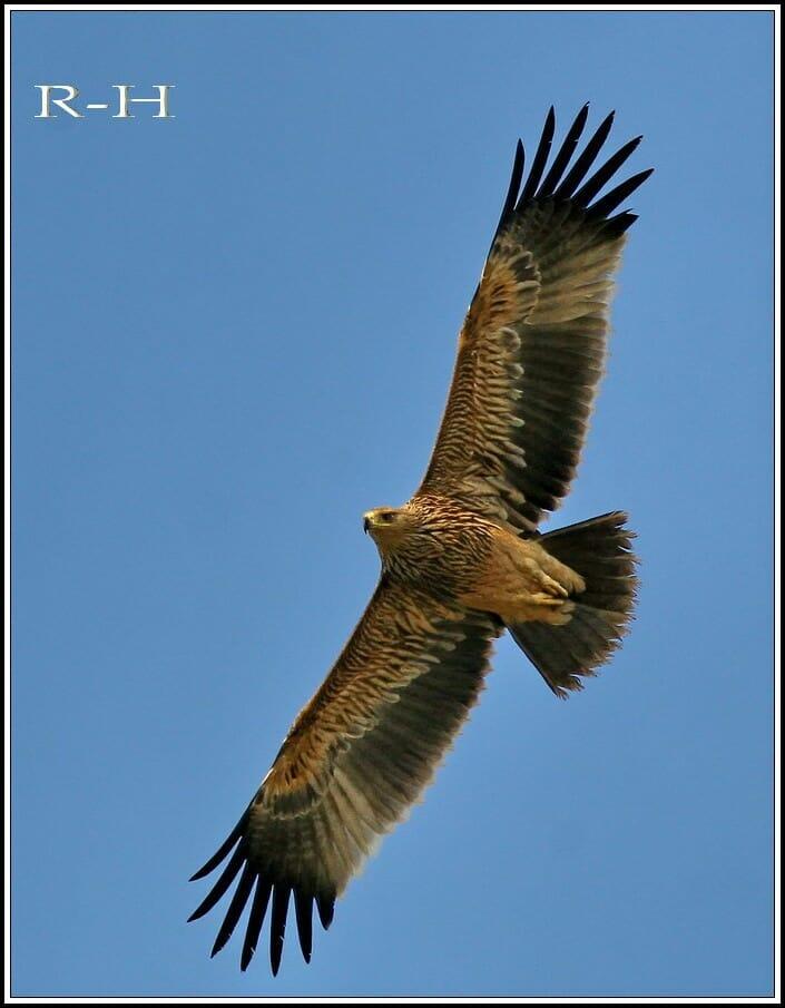 Eastern Imperial Eagle