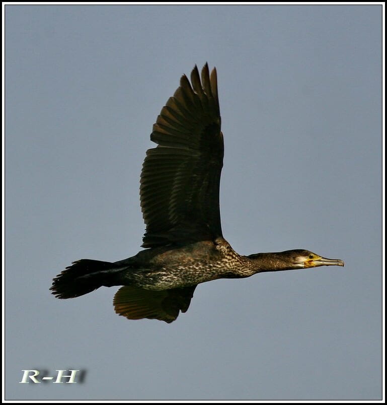 Great Cormorant