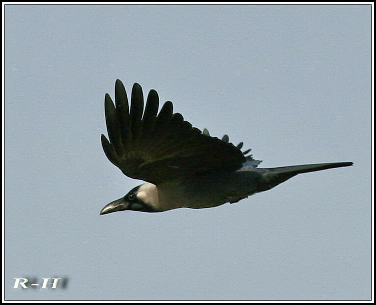 House crow