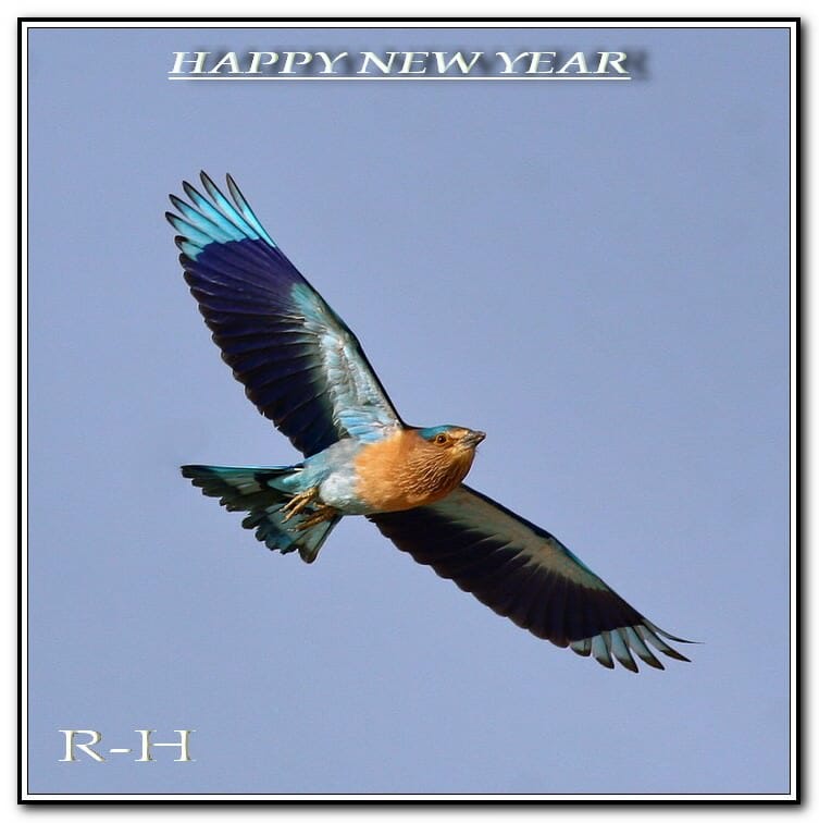 Indian Roller