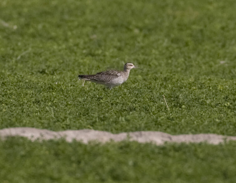Little Curlew