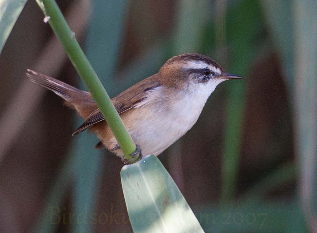 Moustached Warbler