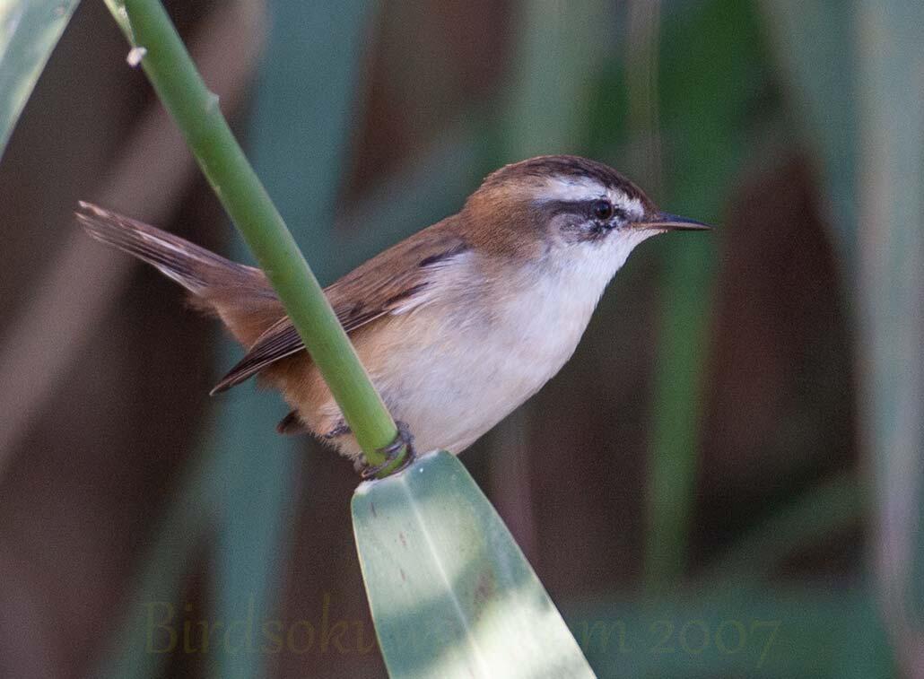 Moustached Warbler on a reed stem