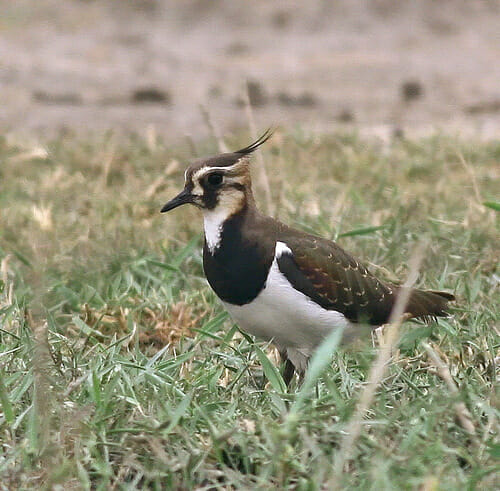 Northern Lapwing