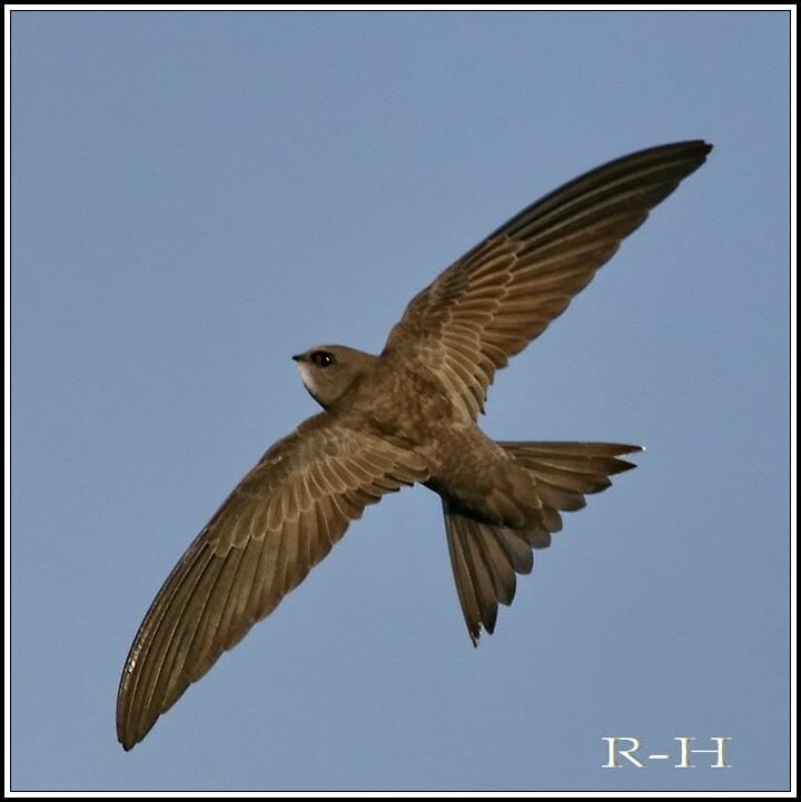 Pallid Swift