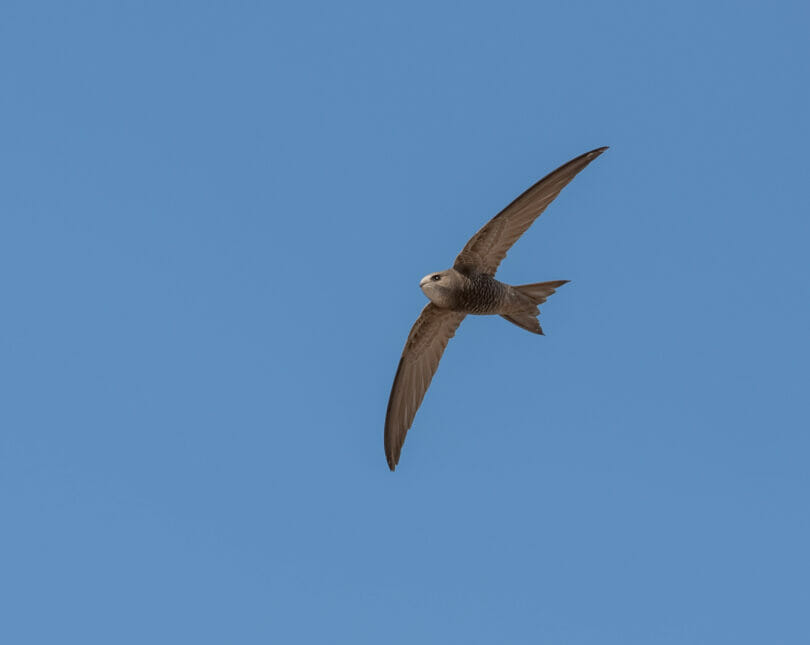 Pallid Swift