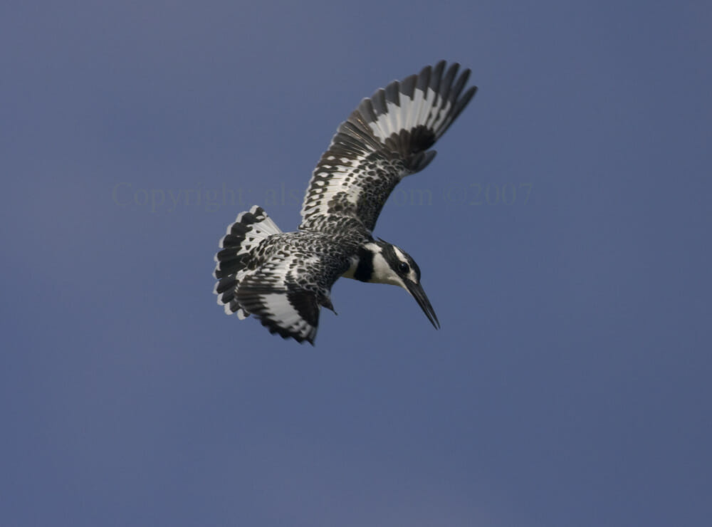 Pied_Kingfisher_MG_7191_4
