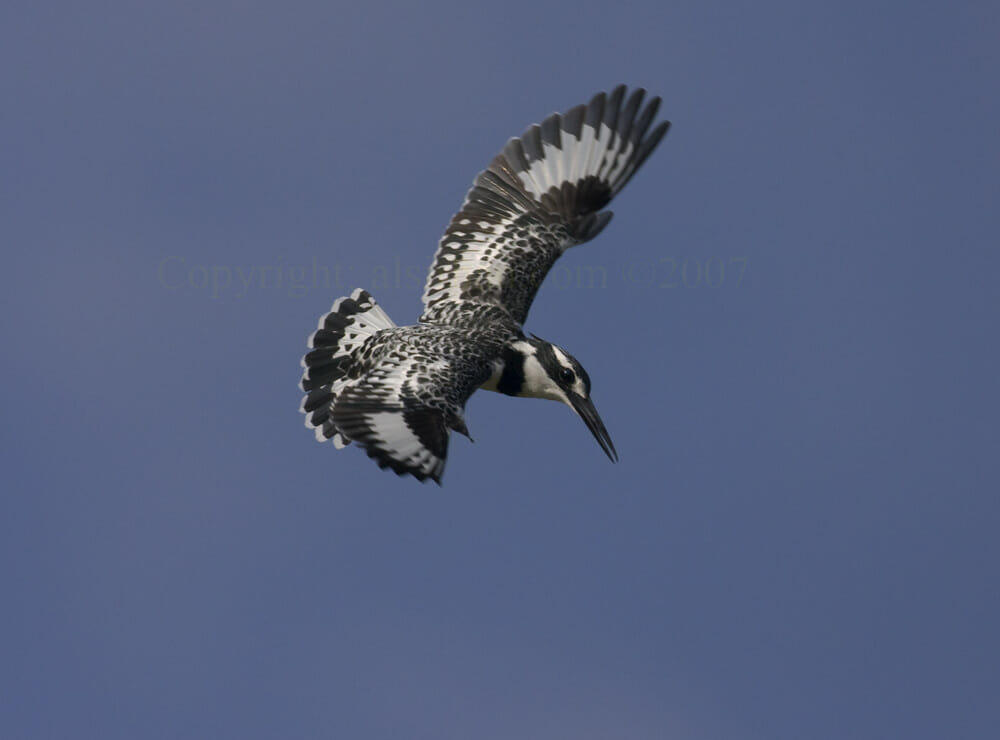 Pied_Kingfisher_MG_7191_4