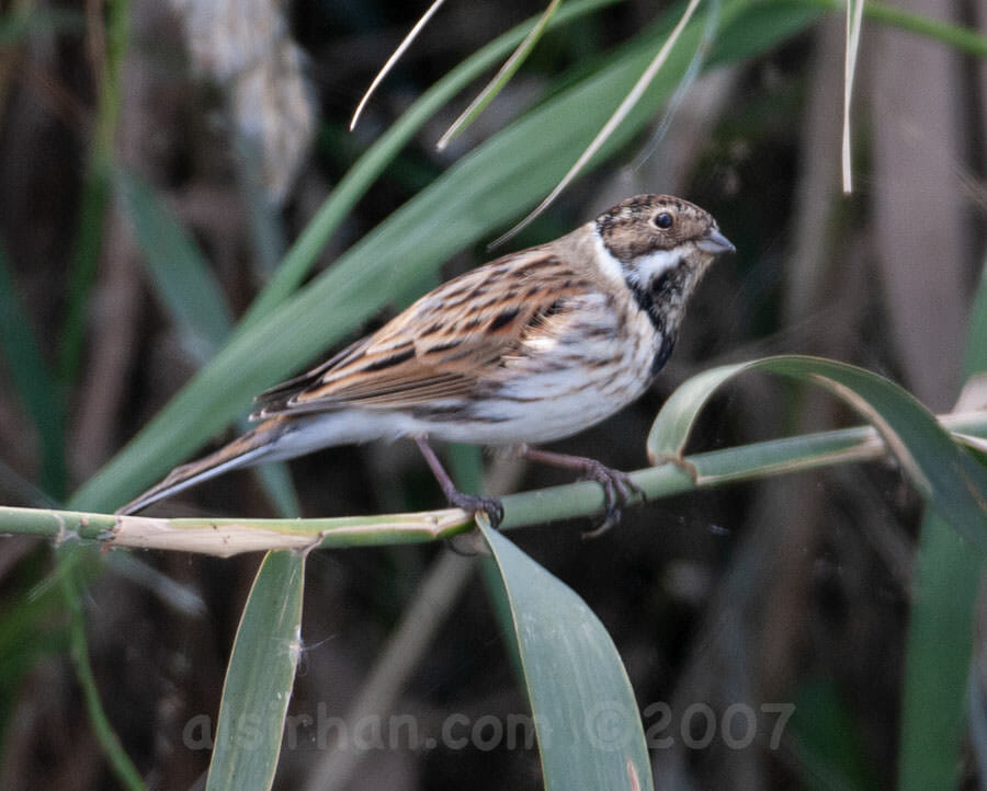 Common Reed Bunting Emberiza schoeniclus
