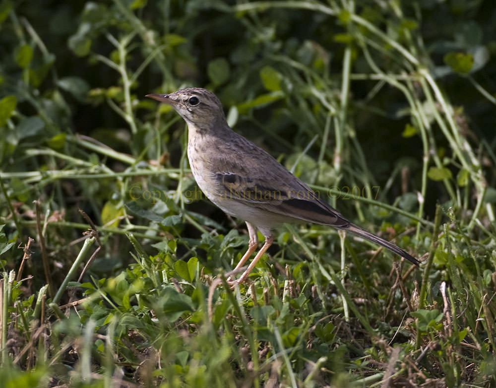 Tawny Pipit_MG_6976