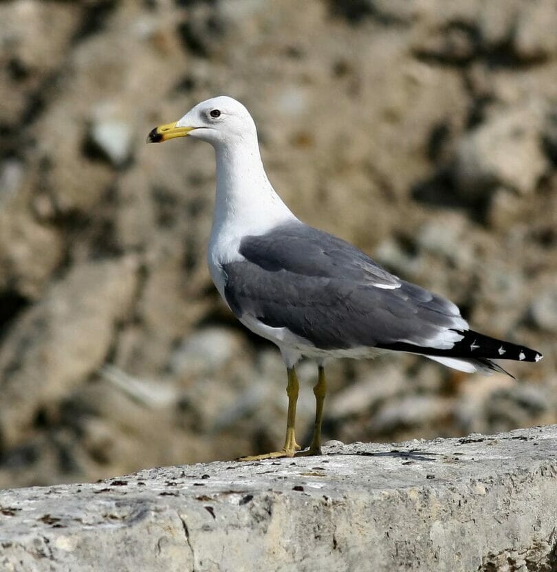 Armenian Gull perching on a wall