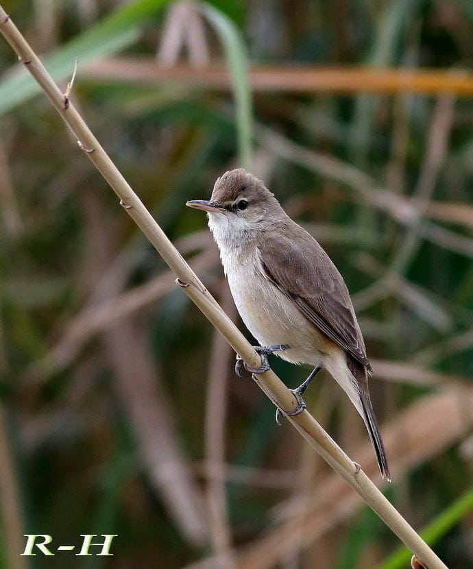 Clamorous Reed Warbler perched on reed stem