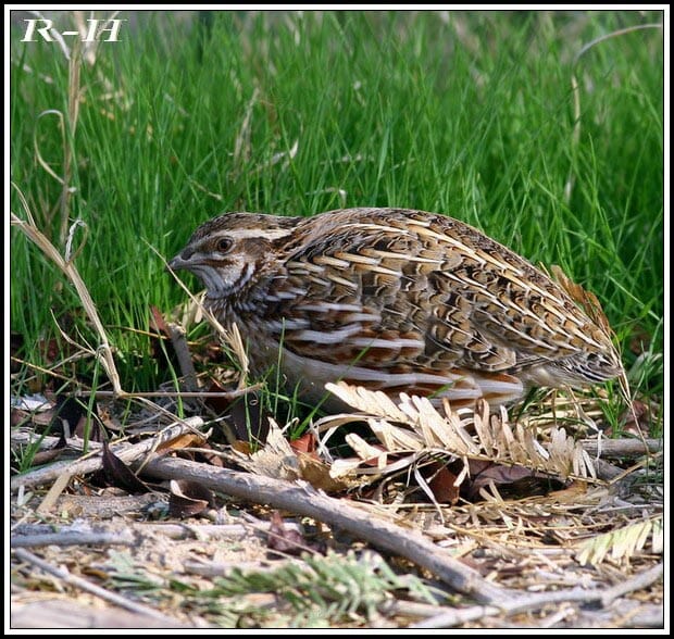 Common Quail feeding on the ground