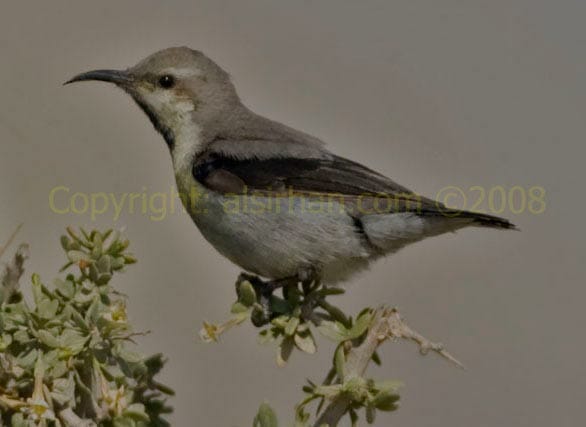 Purple Sunbird perching on a branch