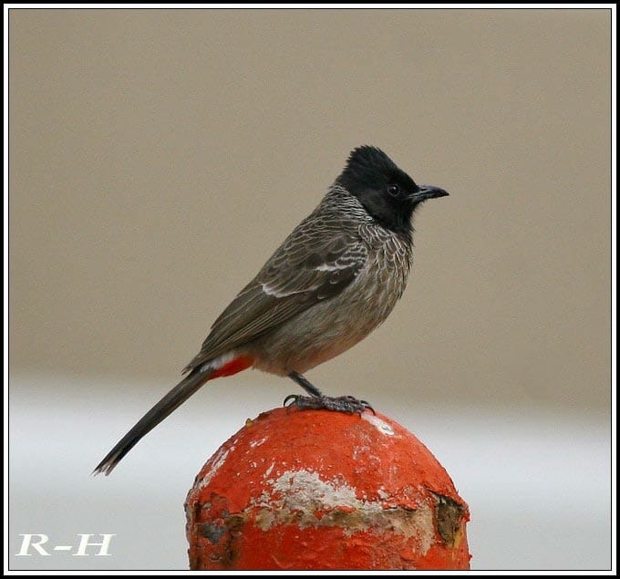 Red-vented Bulbul standing on post