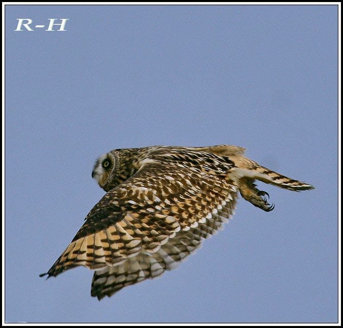 Short-eared Owl in flight