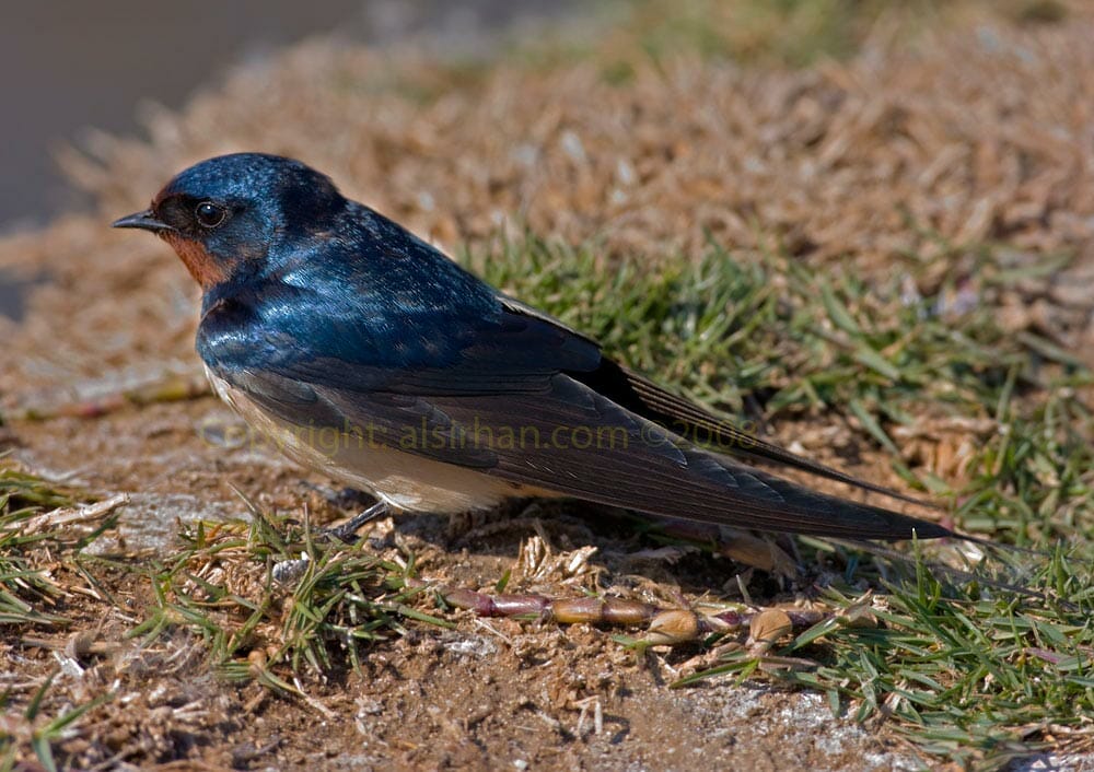 Barn Swallow sitting on the ground