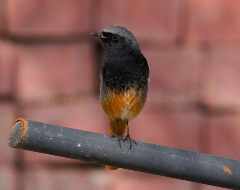 Western Black Redstart perching on a pipe
