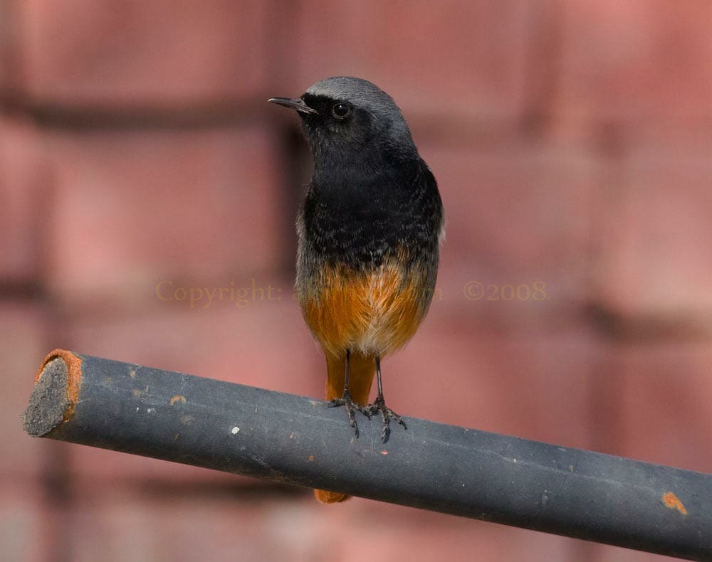 Western Black Redstart perching on a pipe