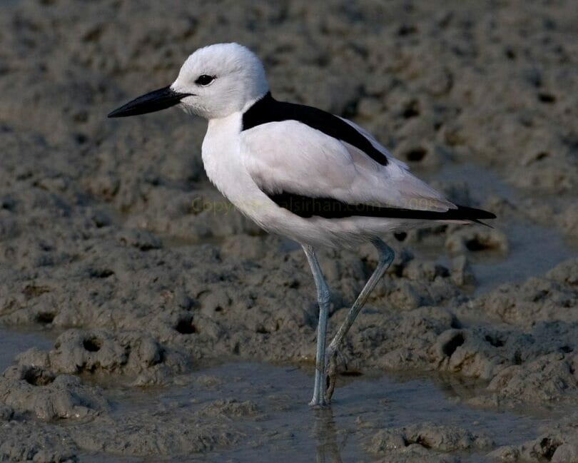 Crab-plover perching on a muddy ground