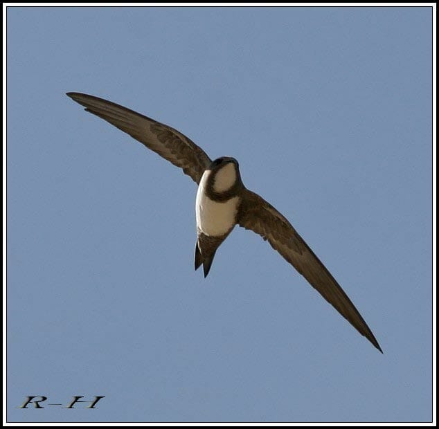 Alpine Swift Tachymarptis melba
