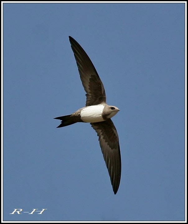 Alpine Swift in flight