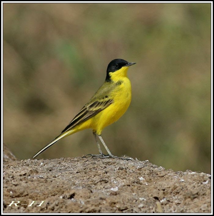 Black-headed Wagtail perching on a mound