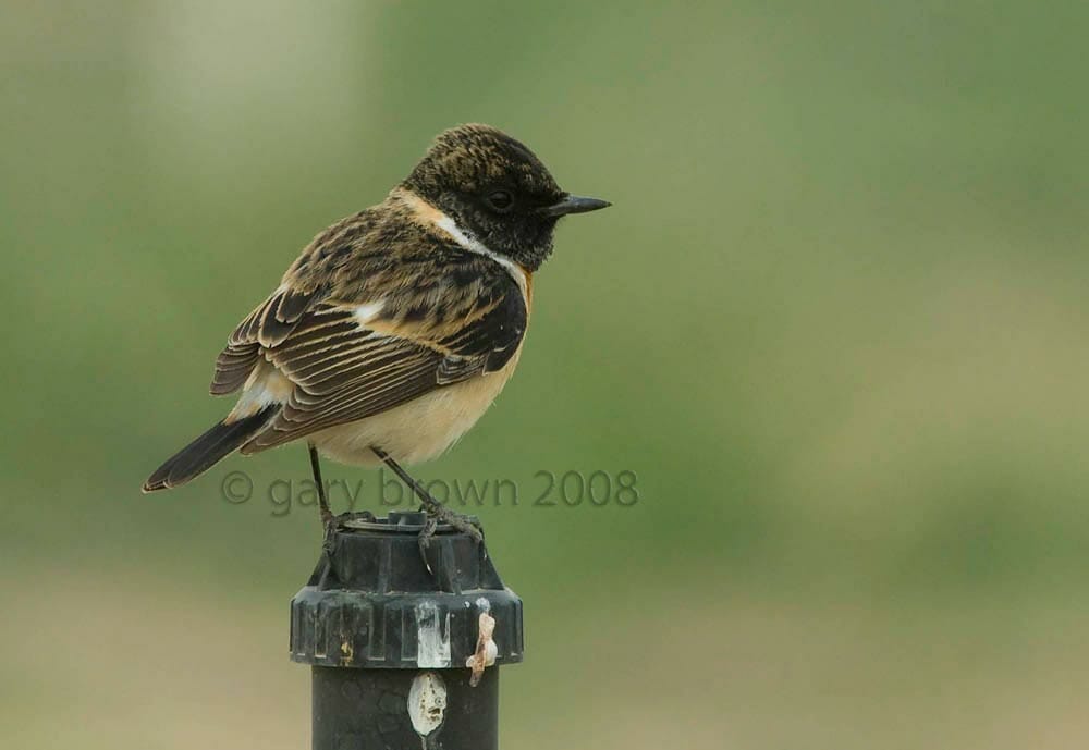 Byzantine Stonechat Saxicola maurus variegatus